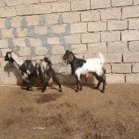 گوسفند