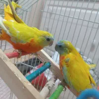 جفت طوطی نئوفما