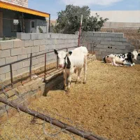 گوساله نر