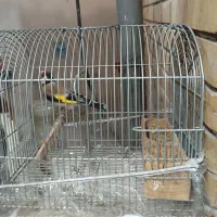 سهره سرسیاه مست
