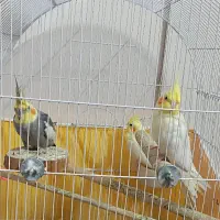 یک جفت عروس هلندی