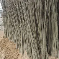 نهال صنوبر نیگرا