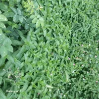 نعناع برای عرق کشیدن و برای خوردن