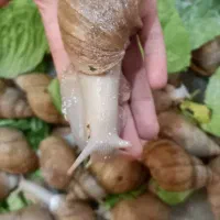 حلزون مولدوسوپرمولد خاویار حلزون