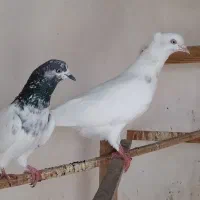 کبوتر کله