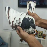 35عدد چپو ساده کاکولی.همه باهم.