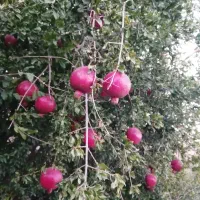 باغ-انار-به-همراه-12-ساعت-آب-قنات-روستای-قز
