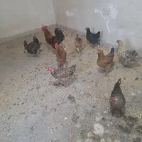 خروس و مرغ محلی در باشت