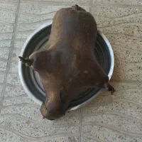 هیزه ۱۴ کیلو