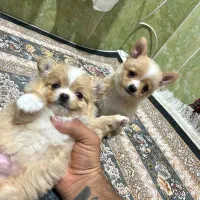 شیواوا چیواوا