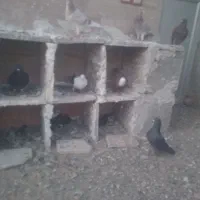 کبوتر فروشی