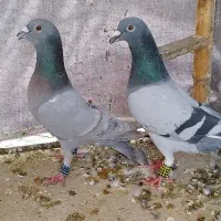 کبوتر پلاکی کفتر