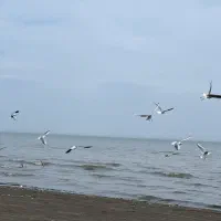 اجاره شبانه آپارتمان ساحلی قطعه اول دریا