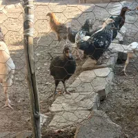 جوجه برهما و معمولی