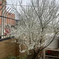 استخدام نظافتچی در منزل