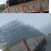 حفاظ روی دیوارشاخ گوزنی بوته ای جنگلی