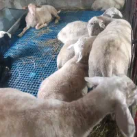 قوچ با ژن چندقلوزایی