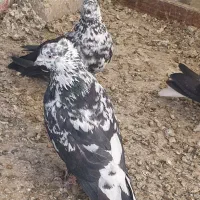 کبوتر سوسگی نر ماده شازده طوقی نر