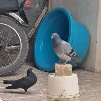 کفتر|پرنده|بوئین زهرا, |دیوار