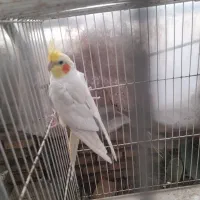 عروس هلندی لوتینوقیمت۷۰۰