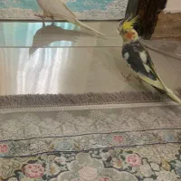عروس هلندی