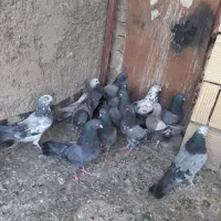 کفتر اصفهانی