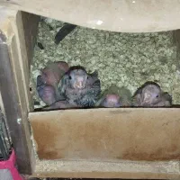 عروس جفت دستی با ۶ جوجه