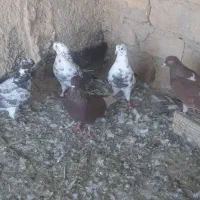 ۵ عدد کبوتر پرشی