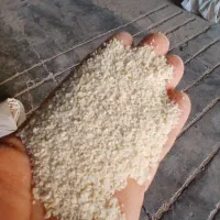 شادگان