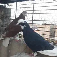 کفتر