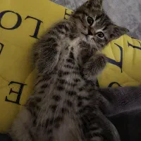 گربه