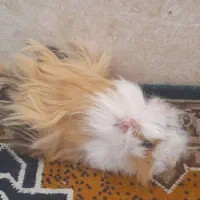 خوکچه ماده حامله