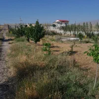 علوفه یونجه وباغی