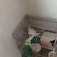 طوطی عروس هلندی یک جفت با قفس