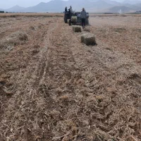 علوفه سیر(کاه،پوشال سیر)