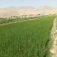 رانندگی