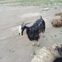 بز نر برای قربانی