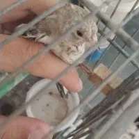 یه دونه جوجه سیره نر درجه یک