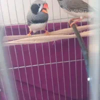 دو عدد فنچ نر مست