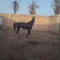 اسب عرب سچرخه