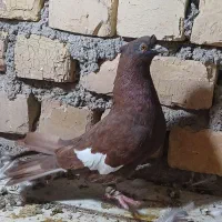 سرک سرخ دوکاکله
