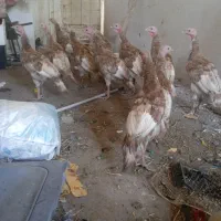 بوقلمون طبیعی