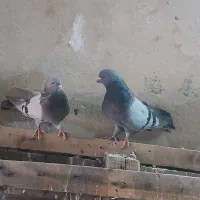 کبوتر|پرنده|معمولان, |دیوار
