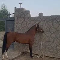 نریون و مادیون