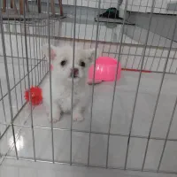 سگ پامر اشپیتز