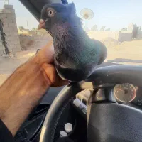 سبز آبادانی چشم سفید