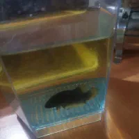 فایتر هالک و صیدی