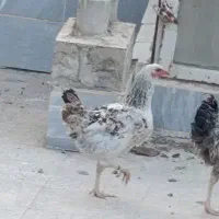 یک  عدد مرغ رسمی