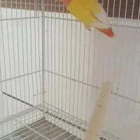 پرنده و کوتوله