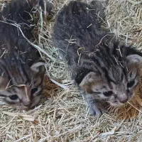 گربه
